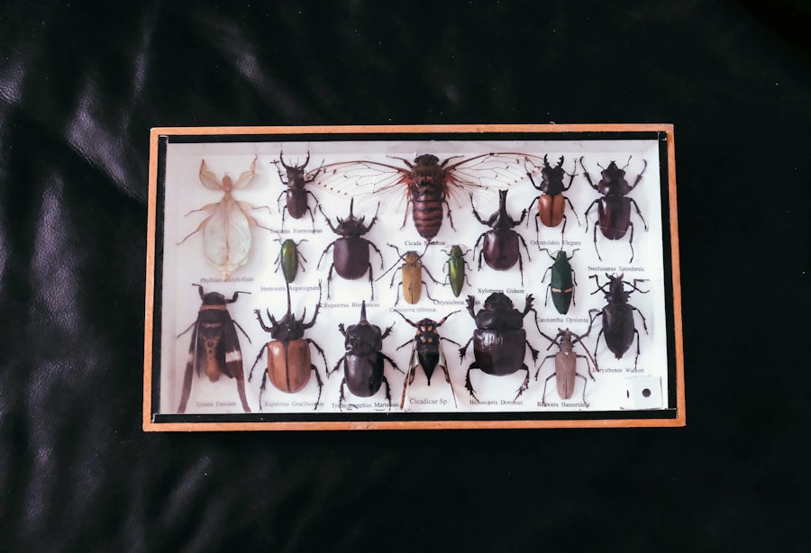 Bug Bounty Program